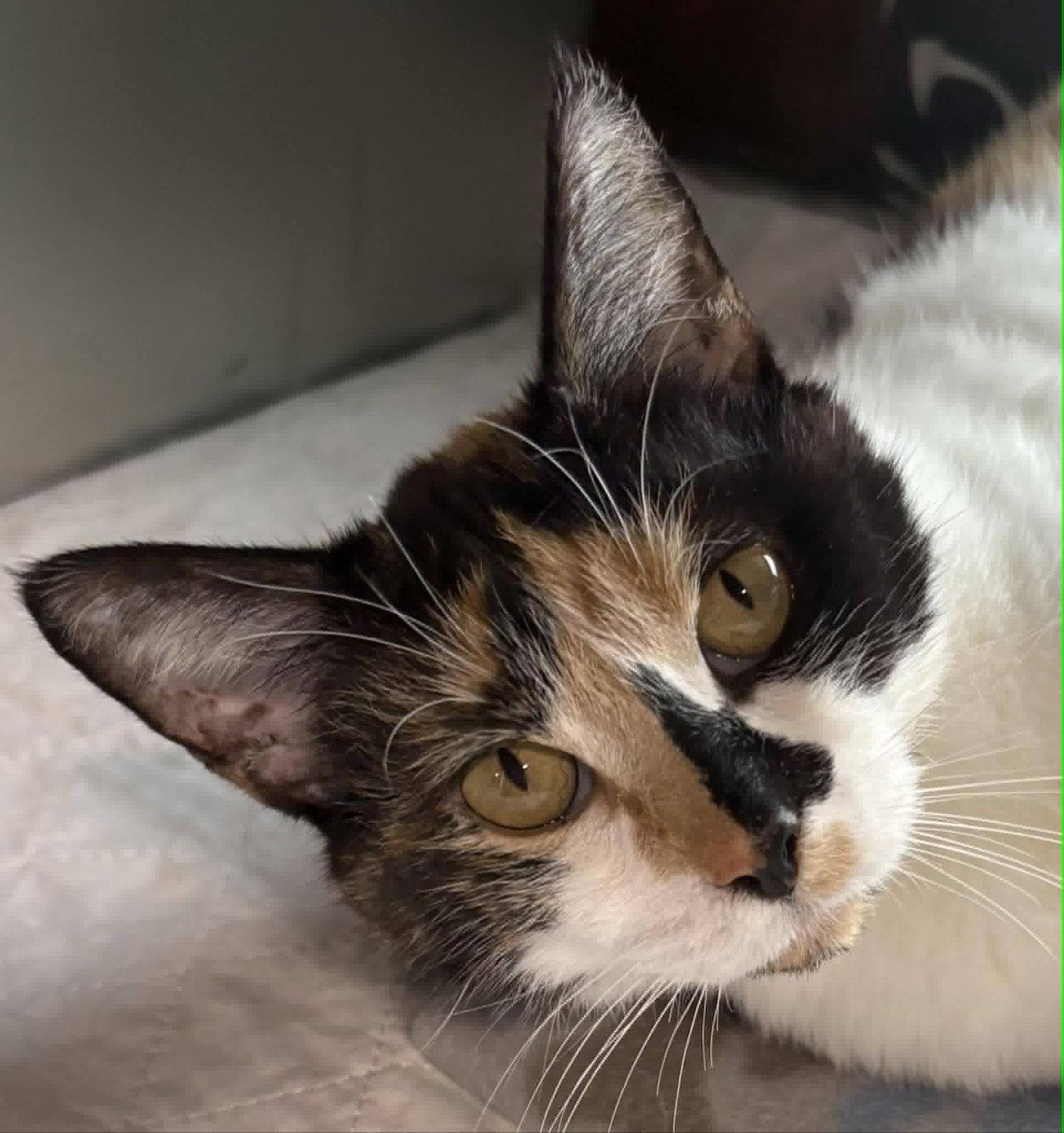 Enlarge Jacee, a Adoptable Domestic Short Hair in Dalzell, IL image 1/3