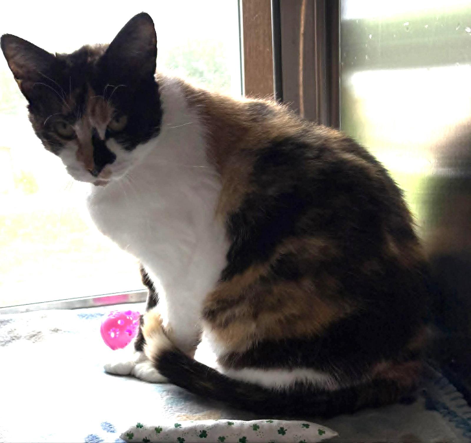 Enlarge Jacee, a Adoptable Domestic Short Hair in Dalzell, IL image 2/3