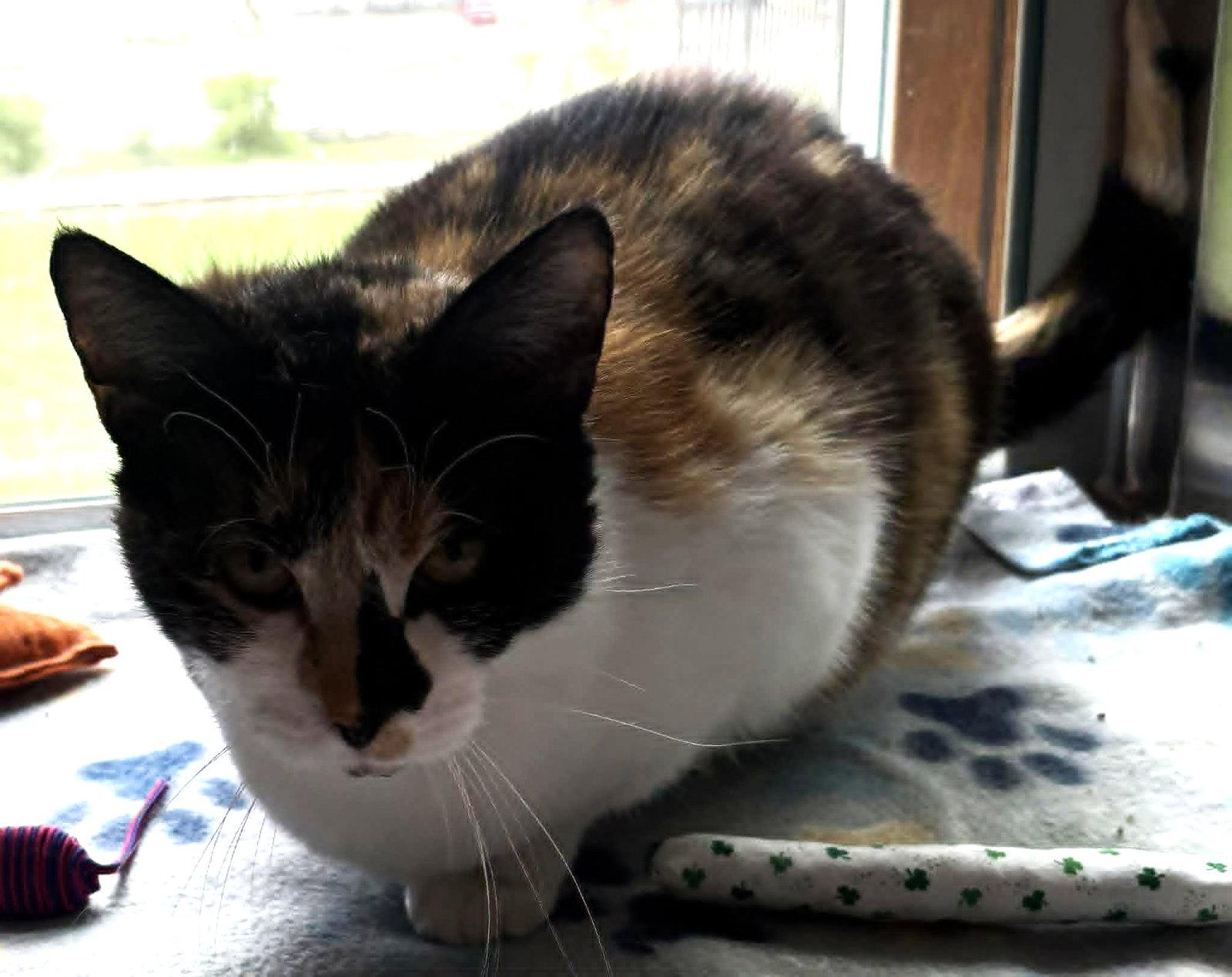 Enlarge Jacee, a Adoptable Domestic Short Hair in Dalzell, IL image 3/3