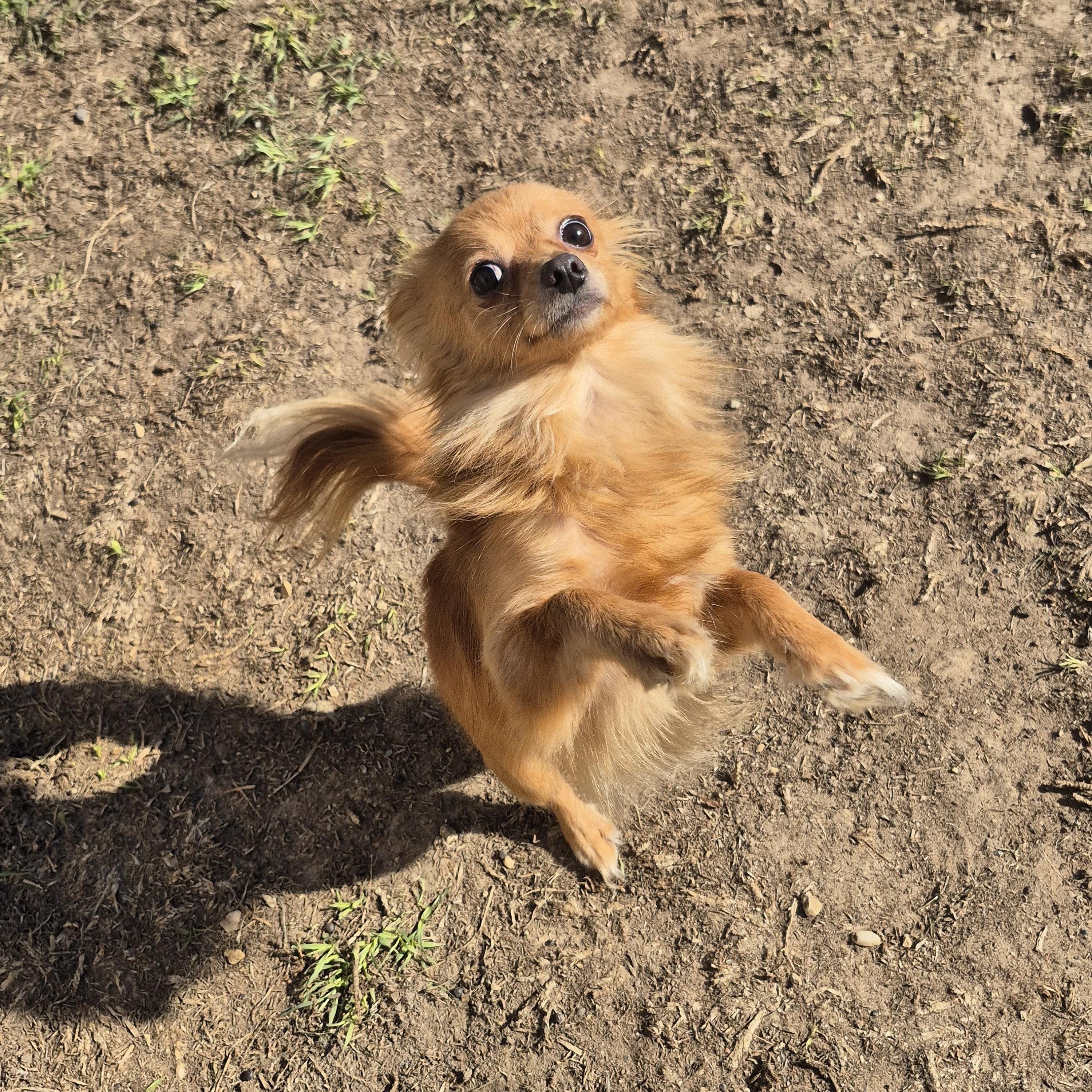 Enlarge Rodney, a Adoptable Chihuahua in metairie, LA image 2/2