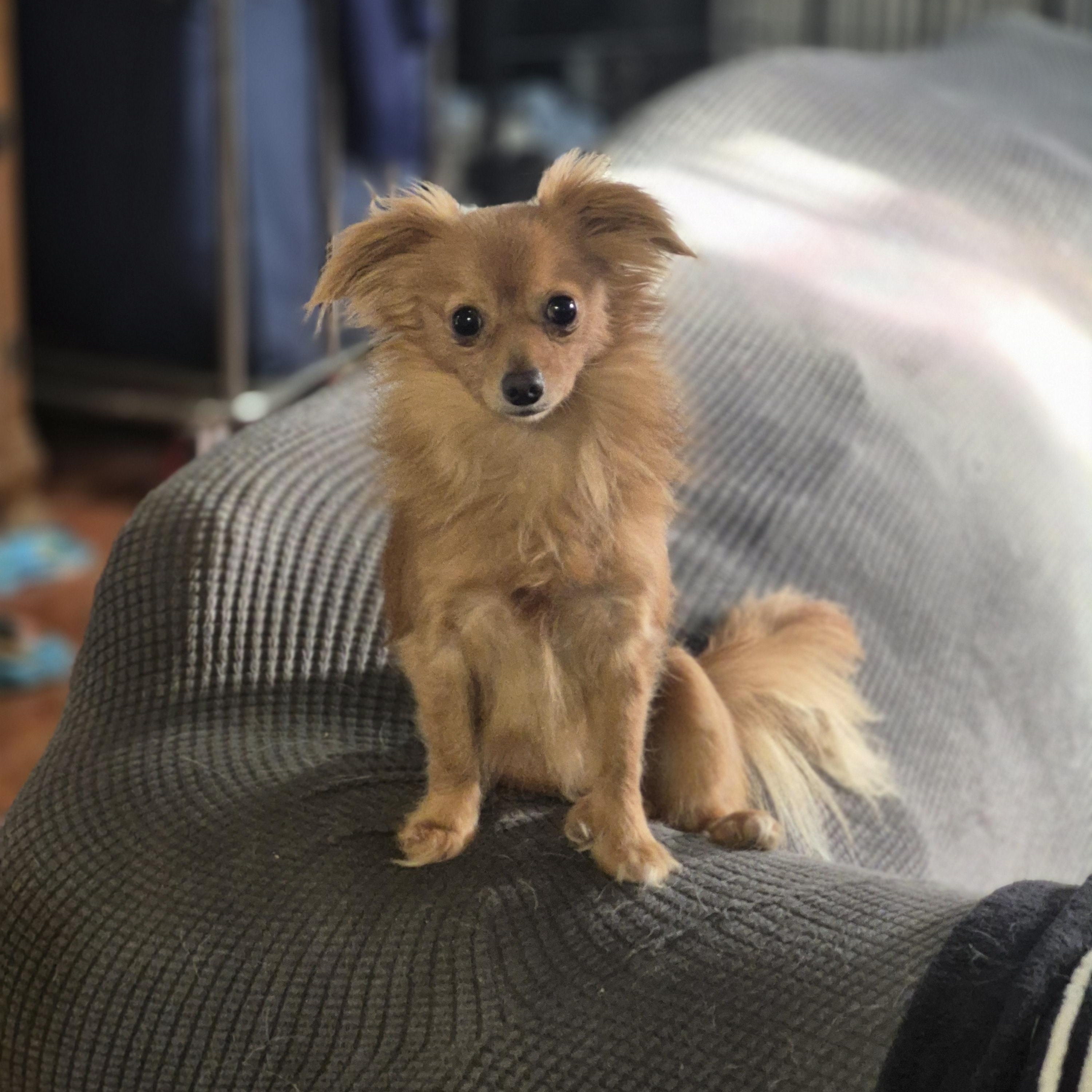 Enlarge Rodney, a Adoptable Chihuahua in metairie, LA image 1/3