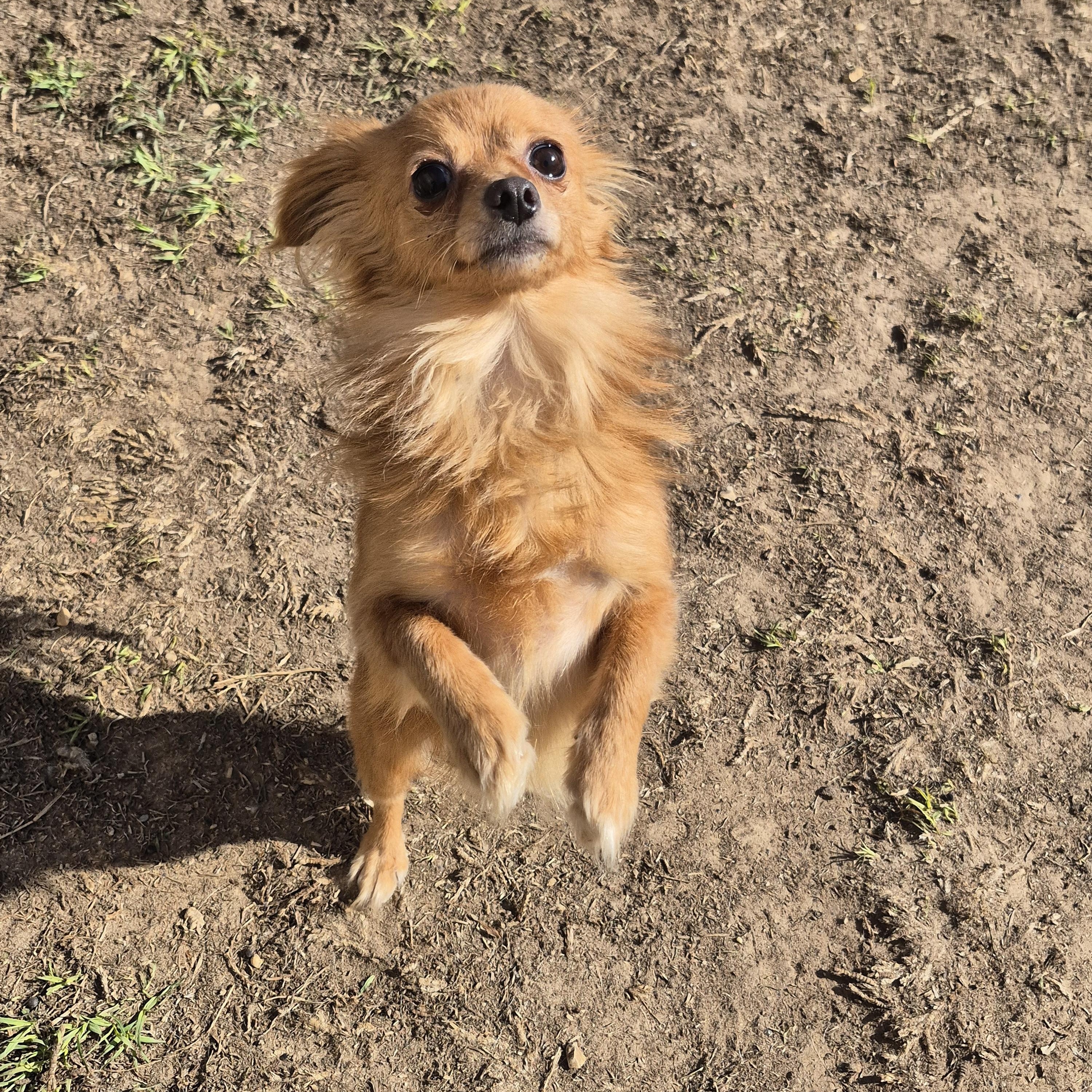 Rodney, Adoptable, Young Male Chihuahua.
