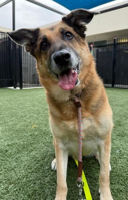Paisley, Adoptable, Senior Female German Shepherd Dog & Mixed Breed.