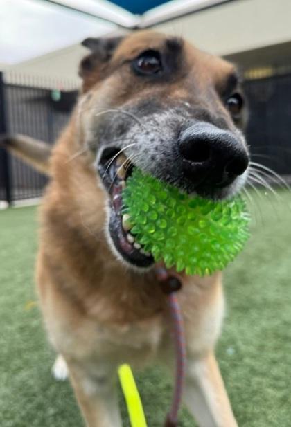 Paisley, Adoptable, Senior Female German Shepherd Dog & Mixed Breed.