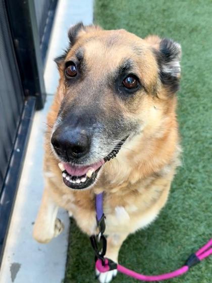 Paisley, a Adoptable mixed breed in Roseville, CA image 2/3