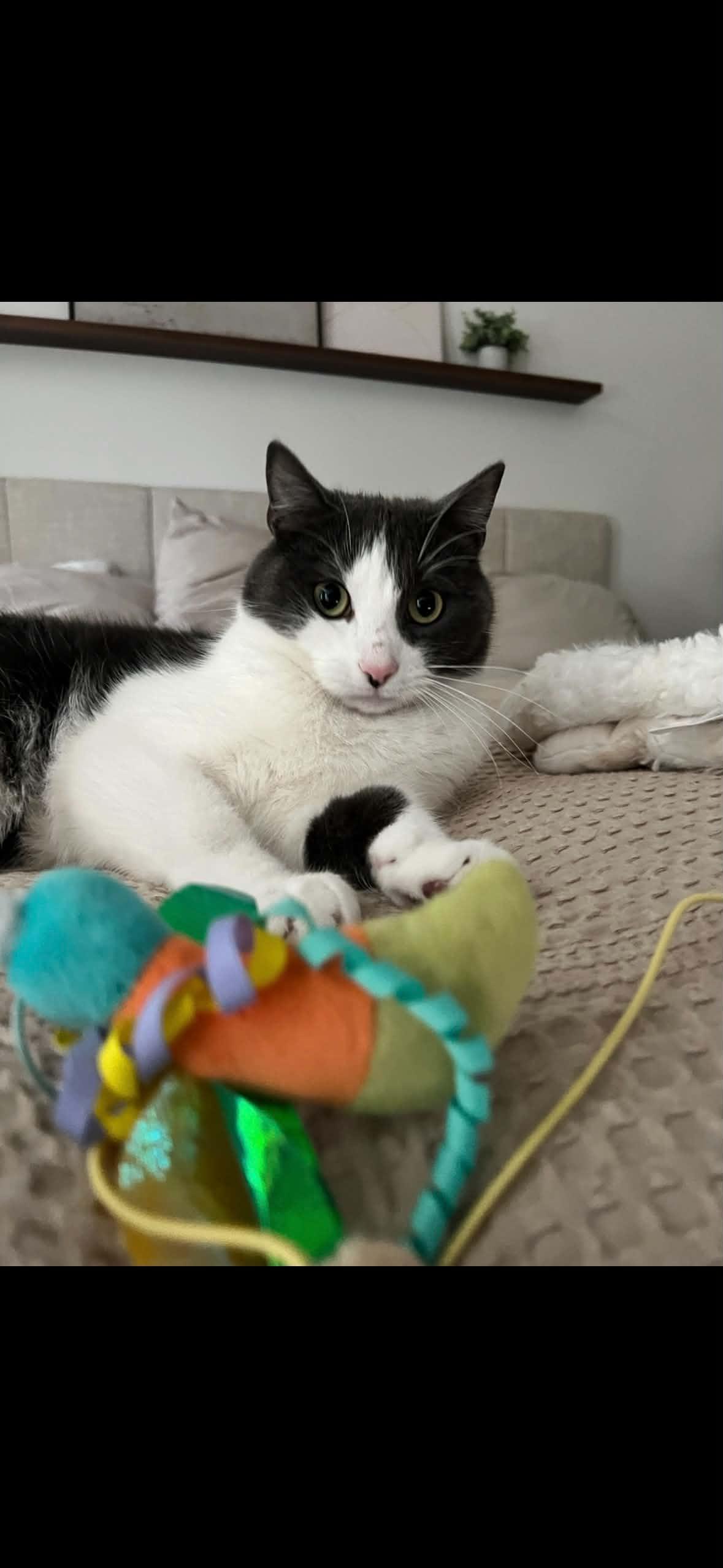 Enlarge Edmund, a Adopted Domestic Short Hair in Thurmont, MD image 4/5