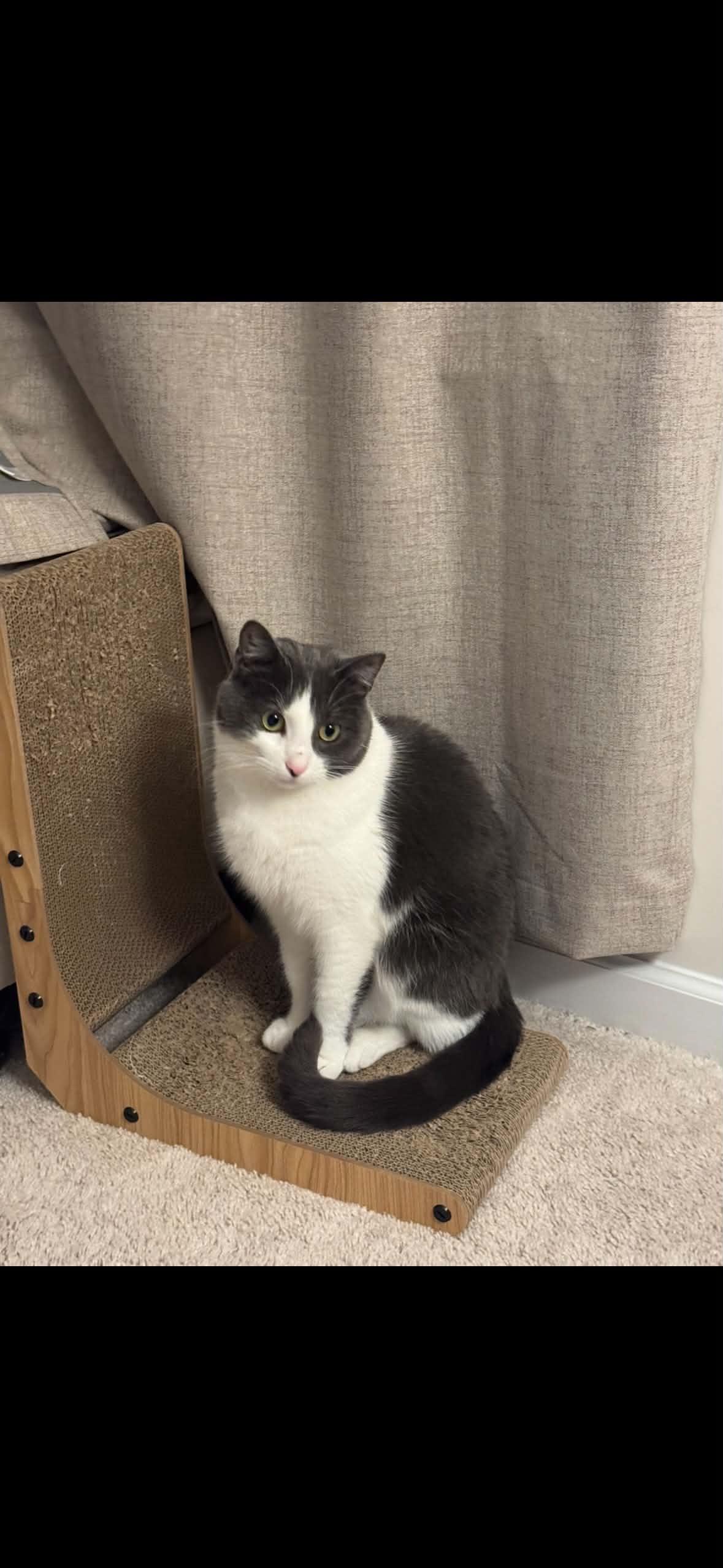 Edmund, Adopted, Young Male Domestic Short Hair.
