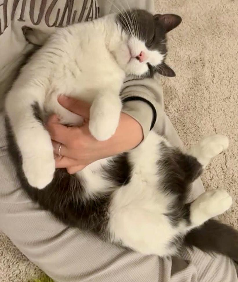 Enlarge Edmund, a Adopted Domestic Short Hair in Thurmont, MD image 3/5