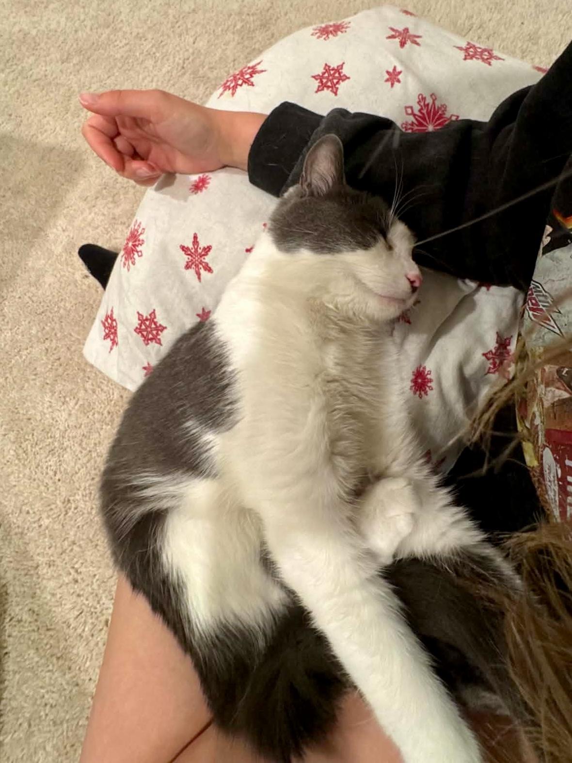 Enlarge Edmund, a Adopted Domestic Short Hair in Thurmont, MD image 2/5