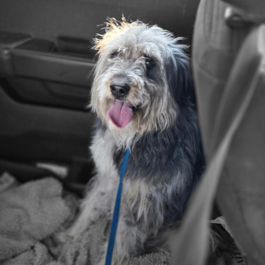 Percy, Adoptable, Puppy Male Poodle & Australian Shepherd.