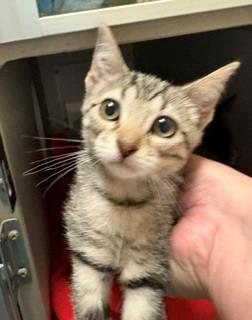 Enlarge Jane, an adopted mixed breed in Mason City, IA image 2/2