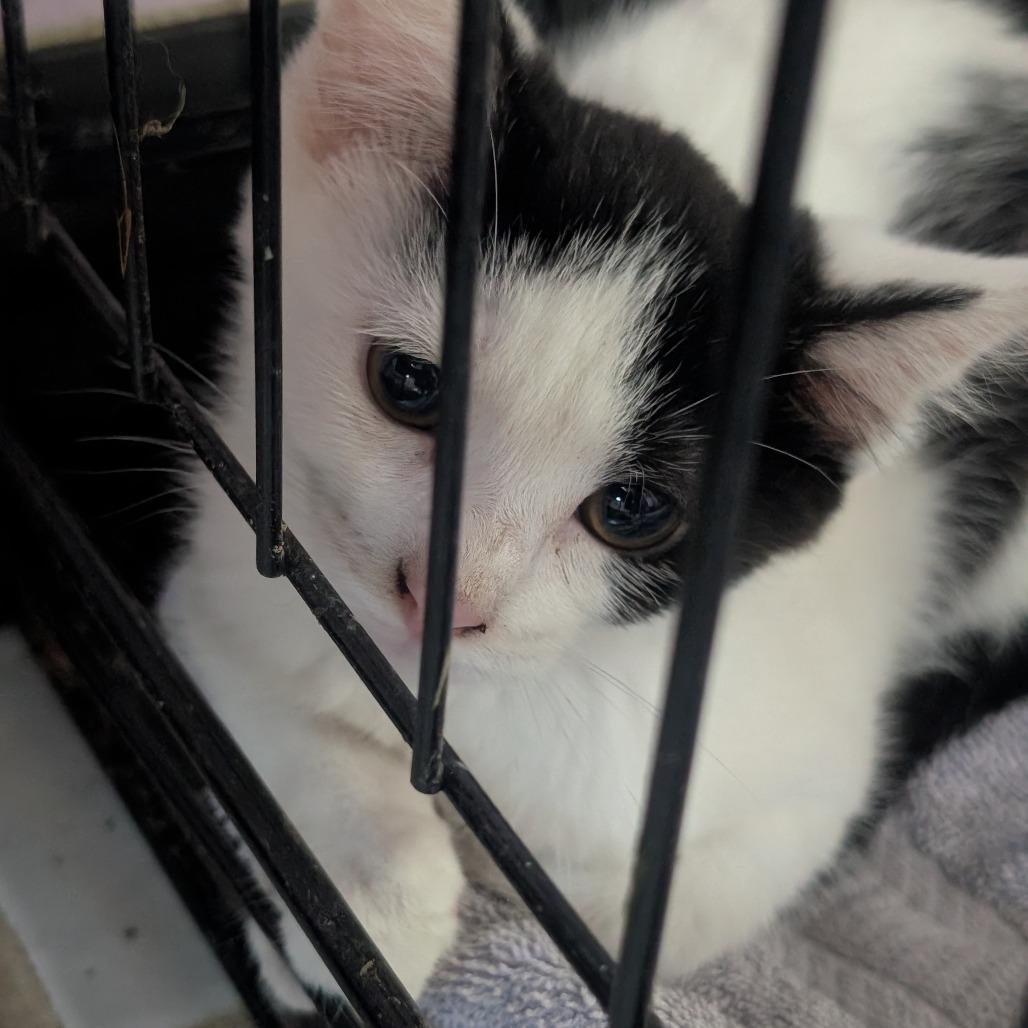 Cayenne, Adoptable, Kitten Male Domestic Short Hair.