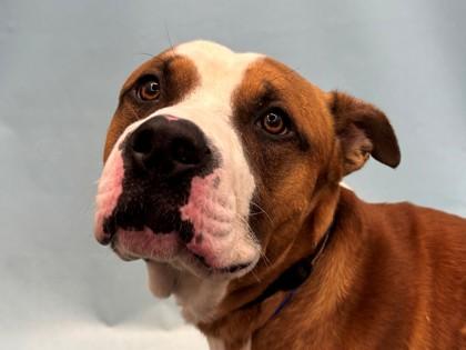 Colby, Adoptable, Adult Male Pit Bull Terrier & Mixed Breed.