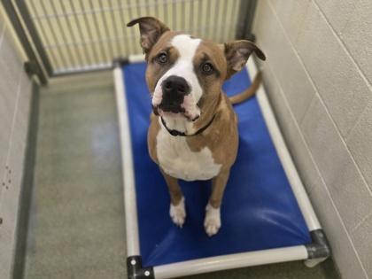 Colby, Adoptable, Adult Male Pit Bull Terrier & Mixed Breed.