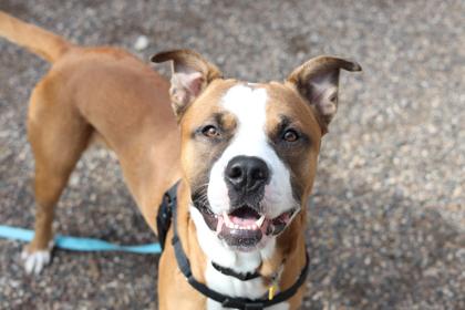 Enlarge Colby, a Adoptable mixed breed in Coon Rapids, MN image 2/3