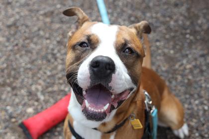 Enlarge Colby, a Adoptable mixed breed in Coon Rapids, MN image 3/3