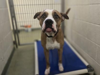 Enlarge Colby, a Adoptable mixed breed in Coon Rapids, MN image 3/3