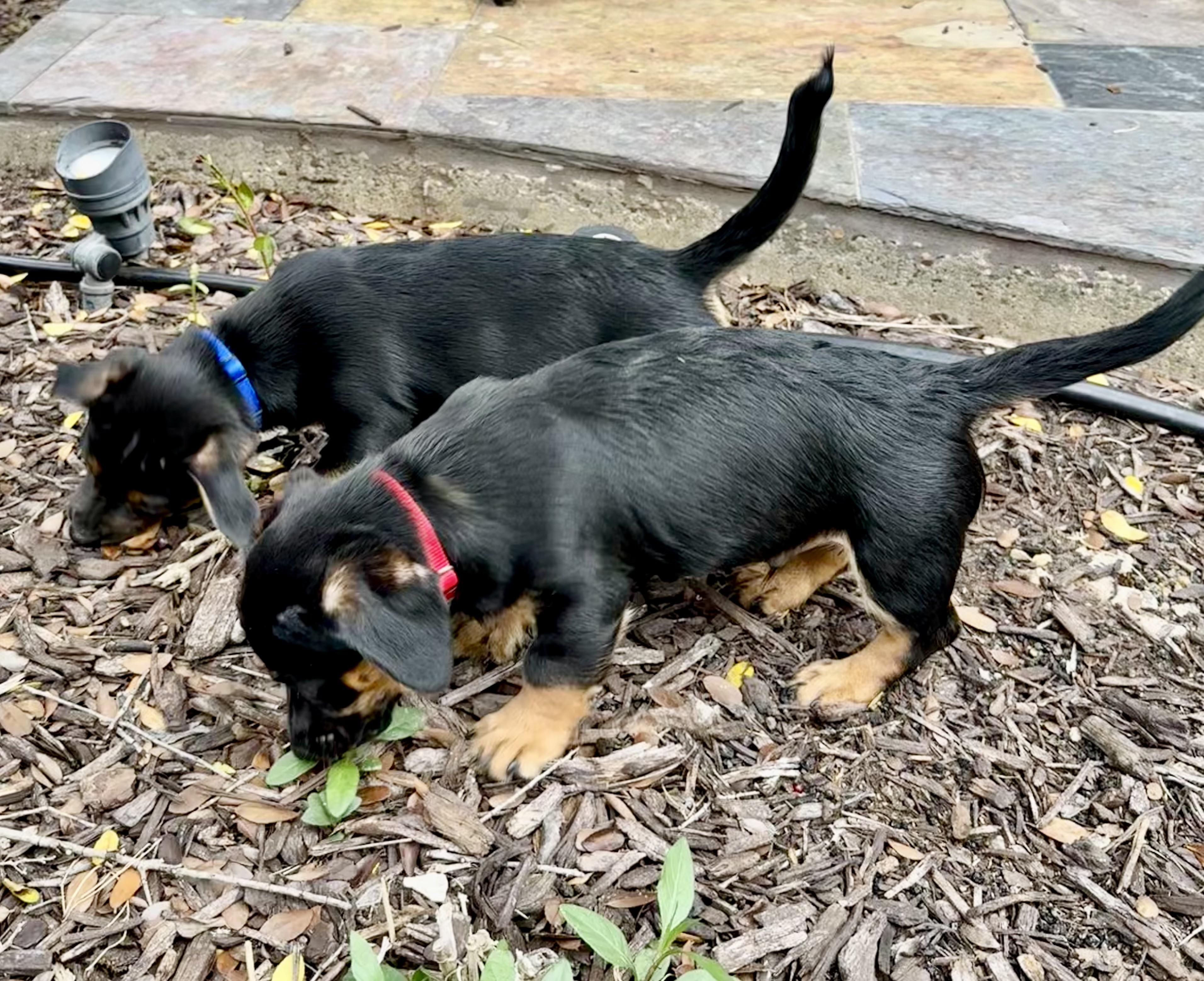 Enlarge Arlo, a Adoptable mixed breed in Rockwall, TX image 4/4
