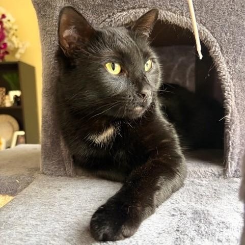 Enlarge Samira, an adoptable Domestic Short Hair in Boca Raton, FL image 2/3