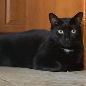 Enlarge Samira, an adoptable Domestic Short Hair in Boca Raton, FL image 3/3