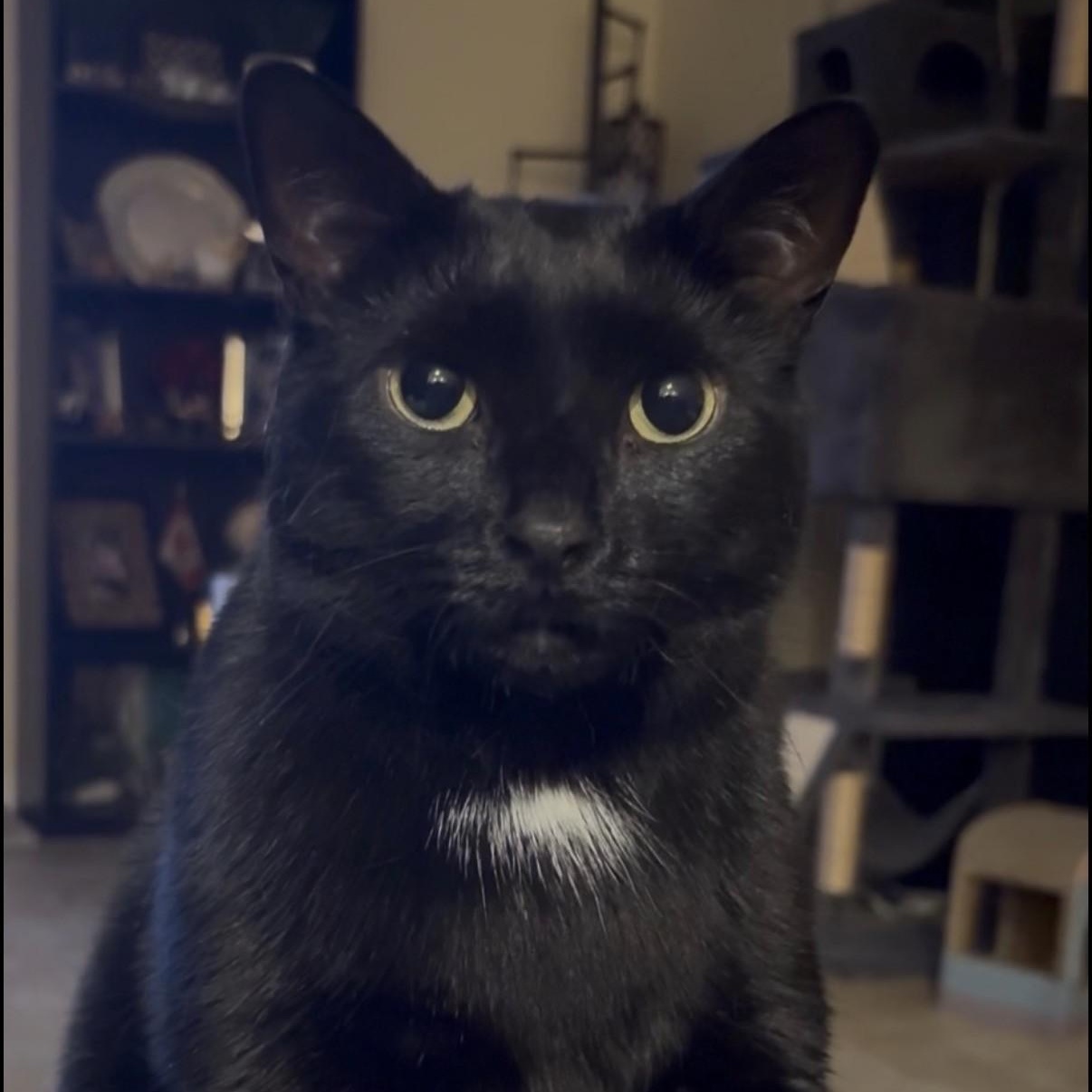 Samira, adoptable, Young Female Domestic Short Hair.