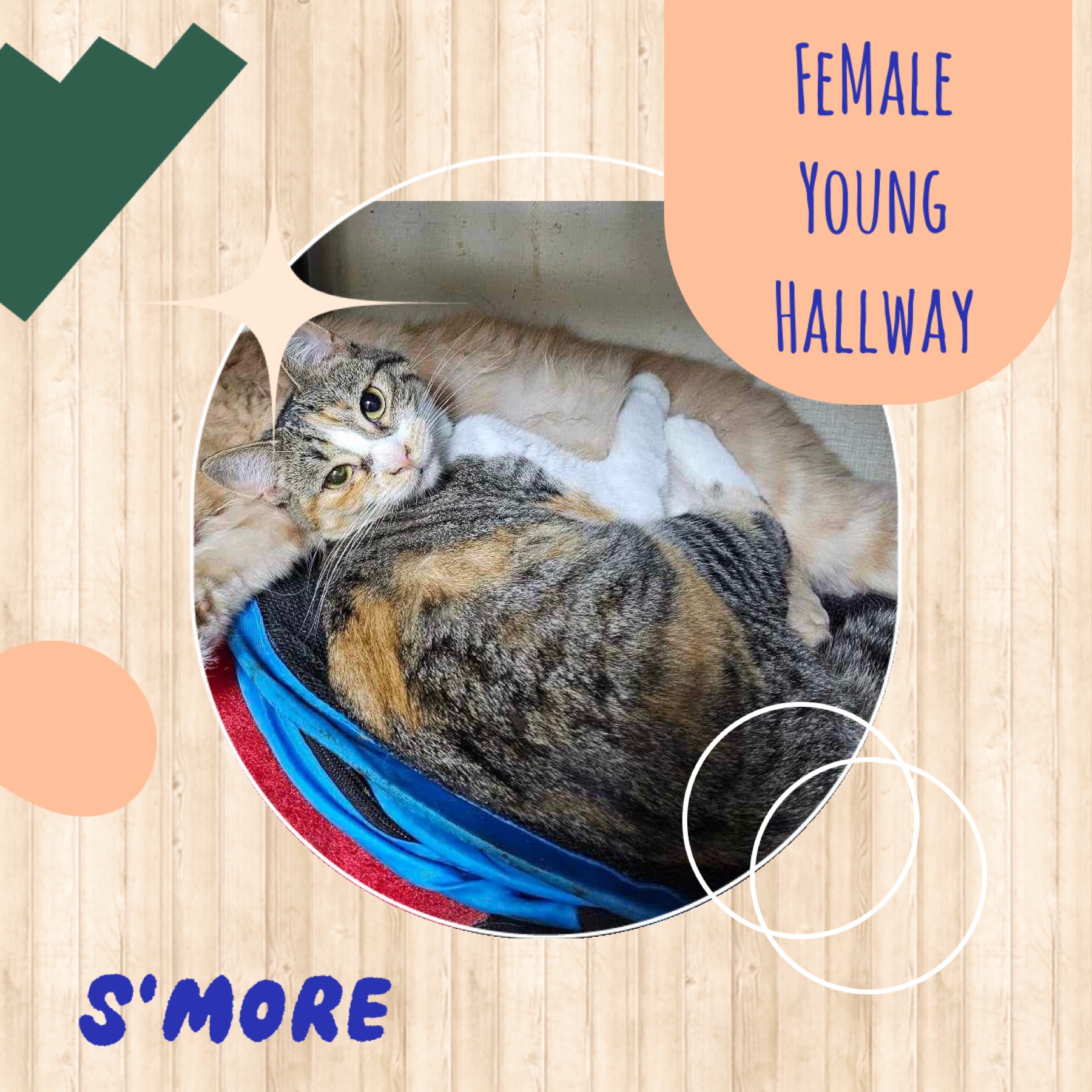 S'more, an adoptable Calico in Elloree, SC, 29047 | Photo Image 1