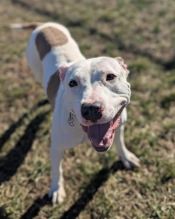 Enlarge Fun Times - In Foster, a Adoptable mixed breed in Richmond, VA image 1/5