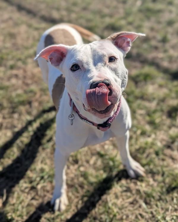 Enlarge Fun Times - In Foster, a Adoptable mixed breed in Richmond, VA image 2/5