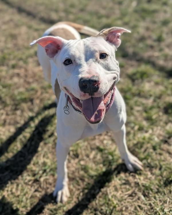 Enlarge Fun Times - In Foster, a Adoptable mixed breed in Richmond, VA image 3/5