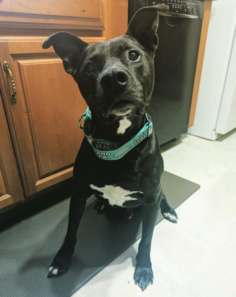 Enlarge Marsay, a Adoptable mixed breed in Indianola, IA image 6/6