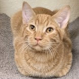 Enlarge Elton, a Adoptable Tabby in Rushville, IL image 1/1