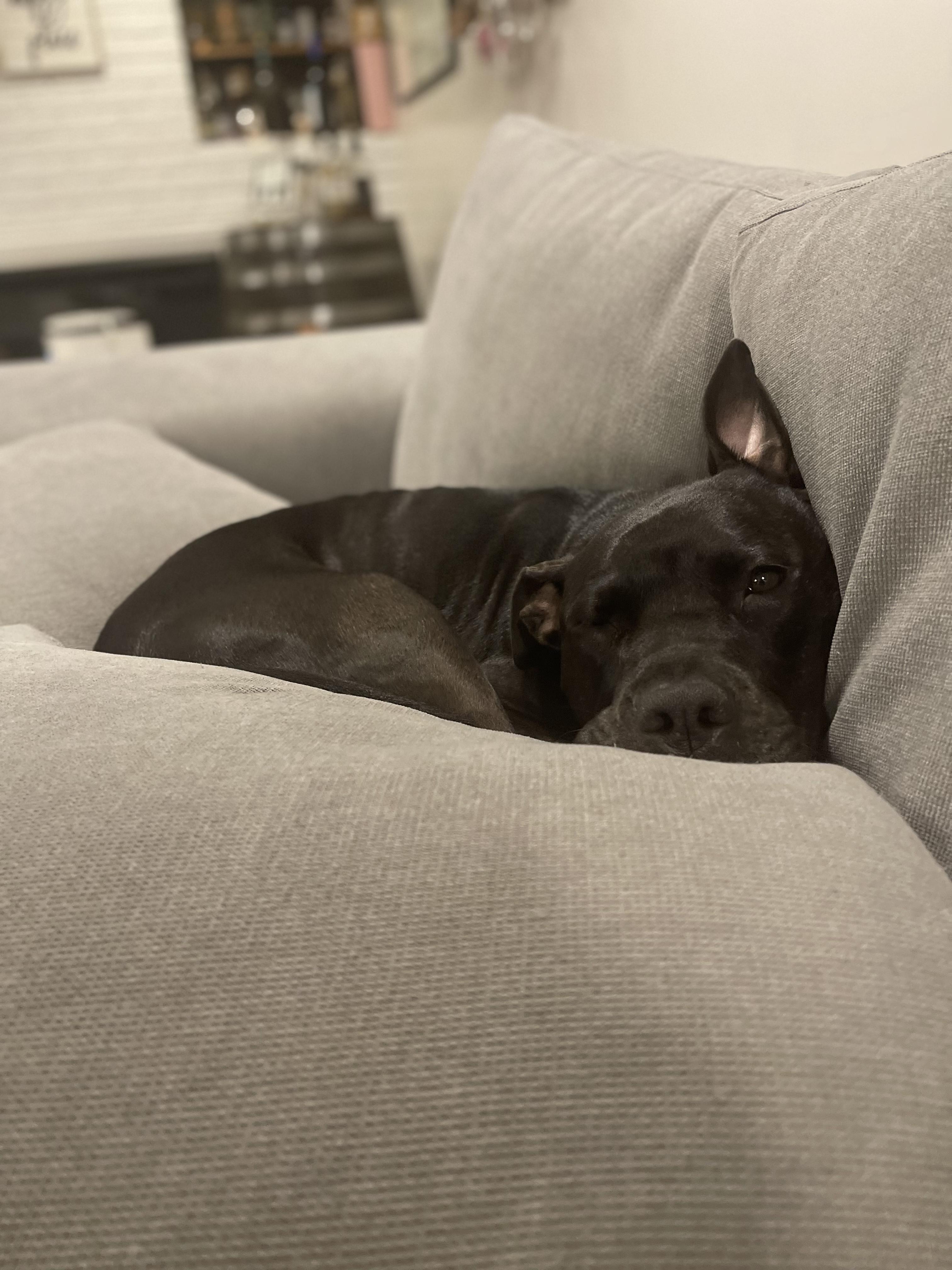 Stella, a Adoptable mixed breed in South Plainfield, NJ image 2/4