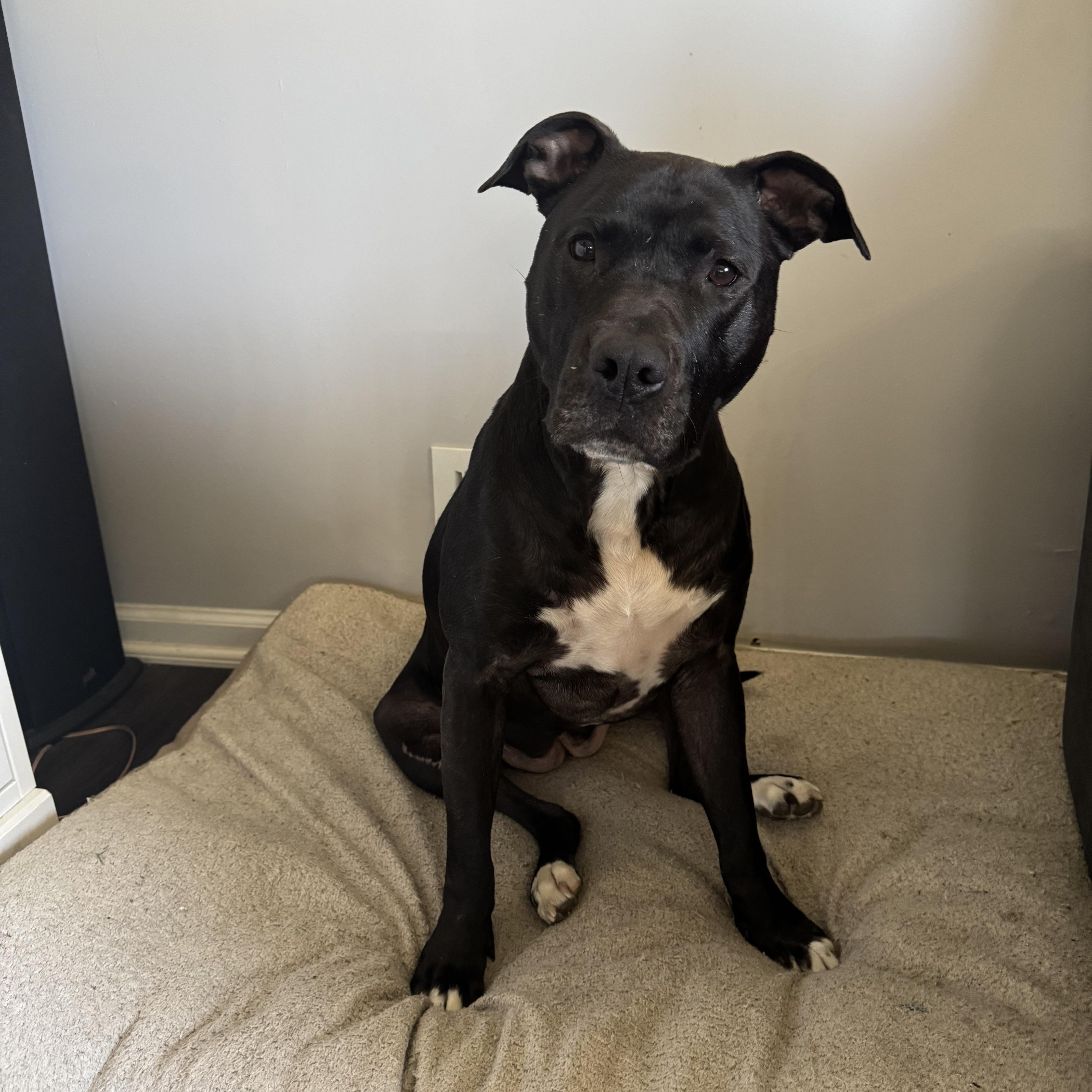 Stella, a Adoptable mixed breed in South Plainfield, NJ image 1/4