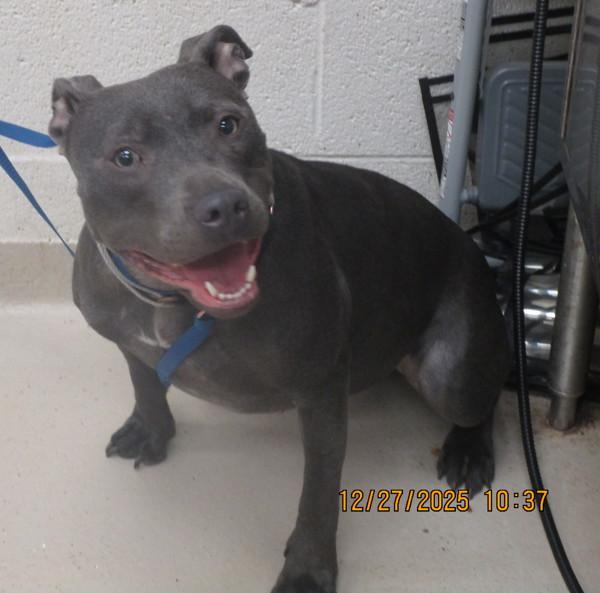 Enlarge Juniper(21), a Adoptable mixed breed in Marietta, GA image 1/3