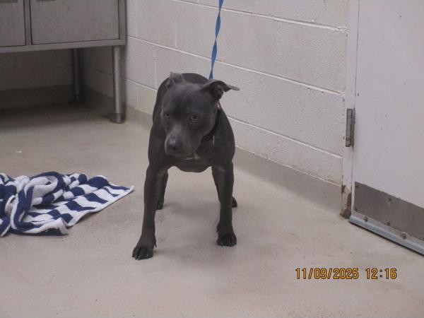 Enlarge Juniper(21), a Adoptable mixed breed in Marietta, GA image 3/3