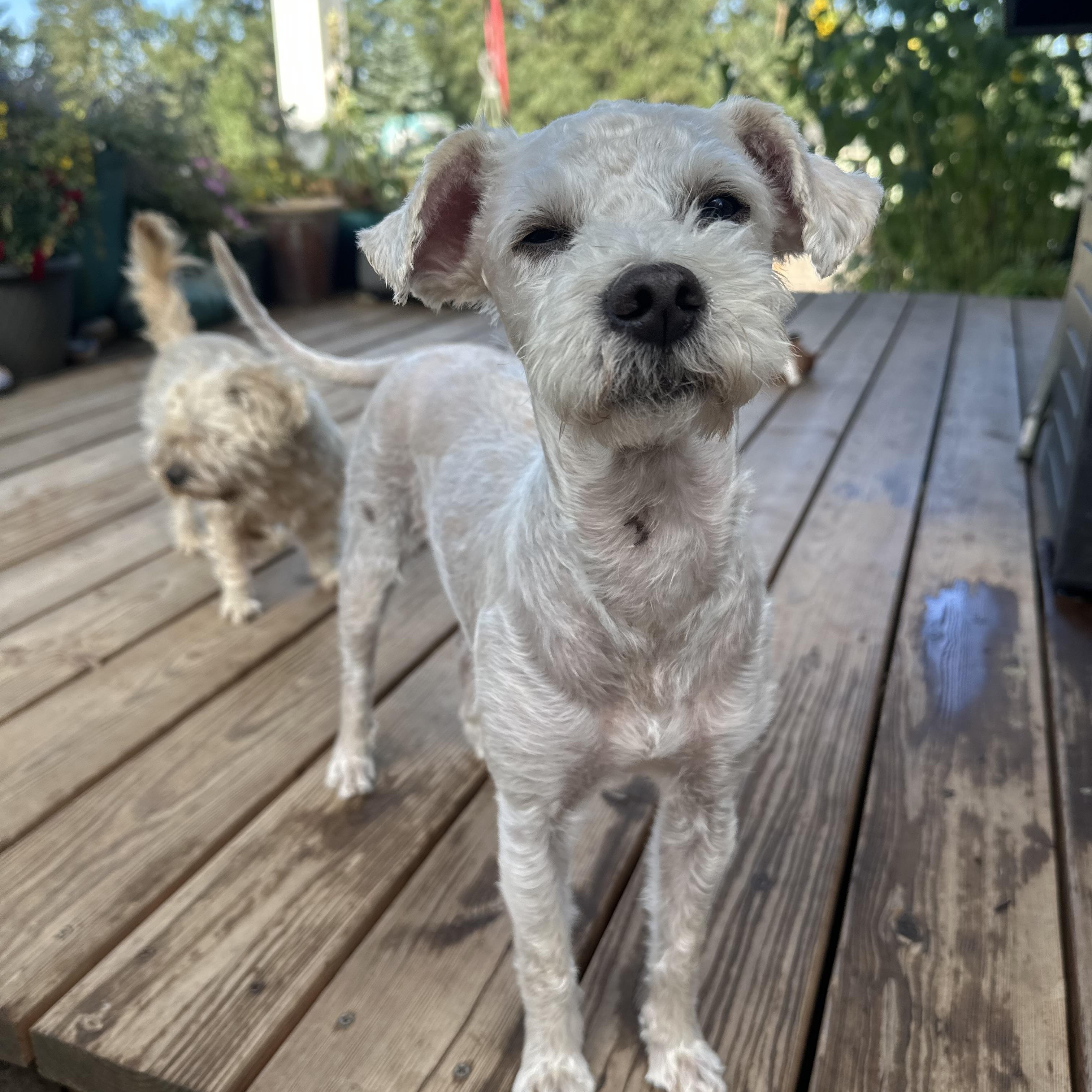 Enlarge Charles, an adoptable mixed breed in Eugene, OR image 5/5