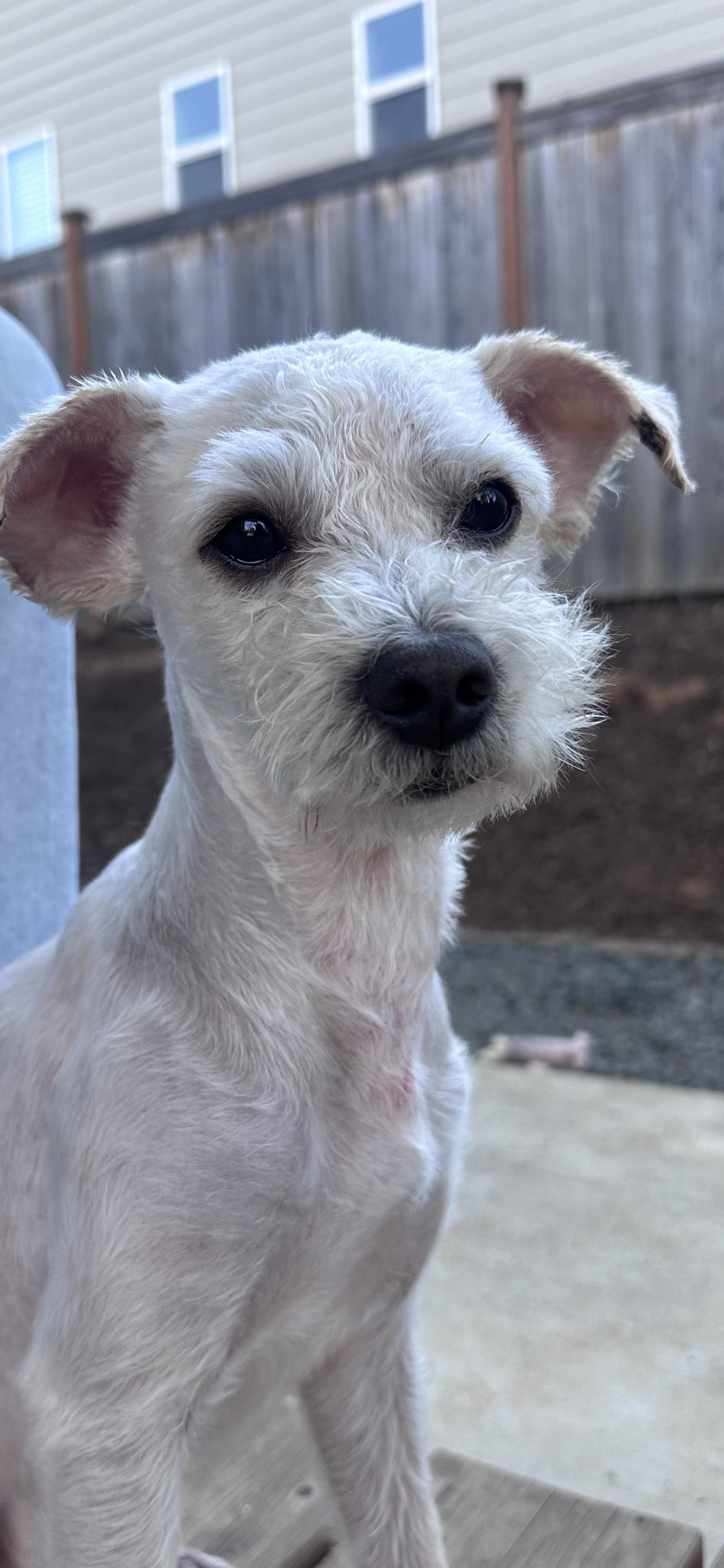 Charles, adoptable, Adult Male Poodle.