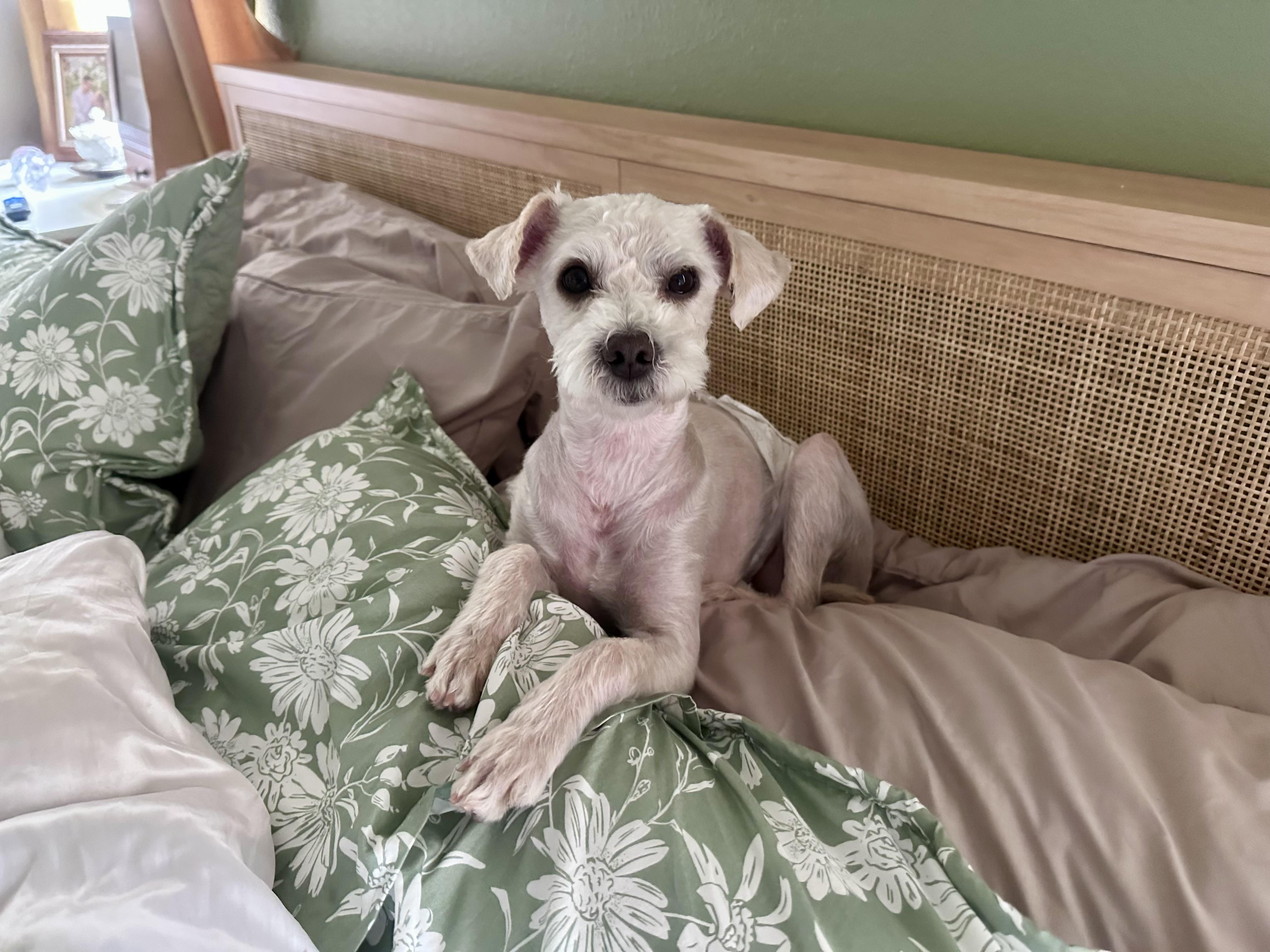 Enlarge Charles, an adoptable mixed breed in Eugene, OR image 3/5