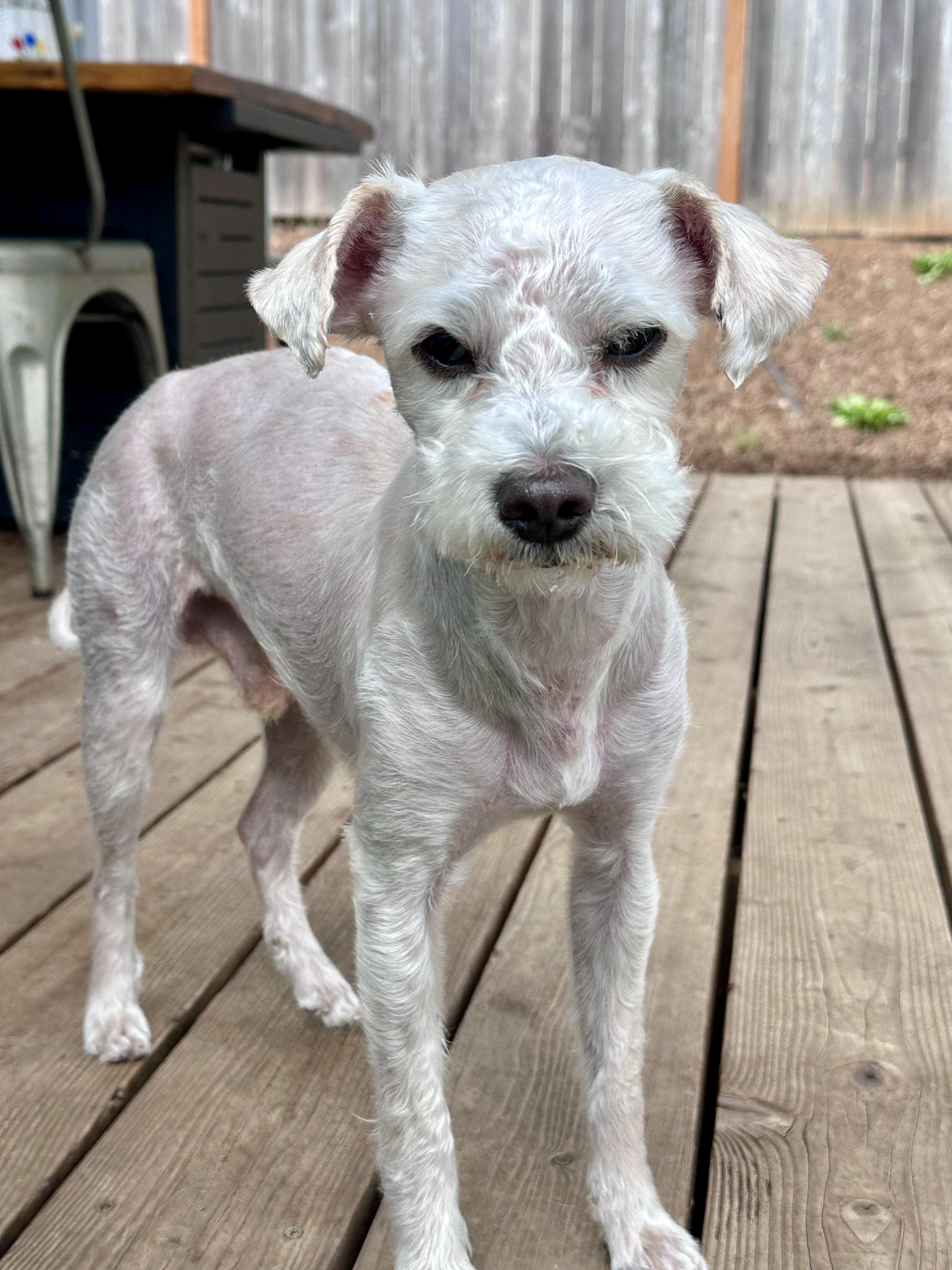 Enlarge Charles, an adoptable mixed breed in Eugene, OR image 4/5