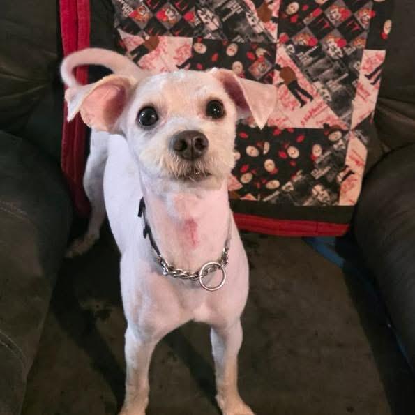 Enlarge Charles, an adoptable mixed breed in Eugene, OR image 2/5