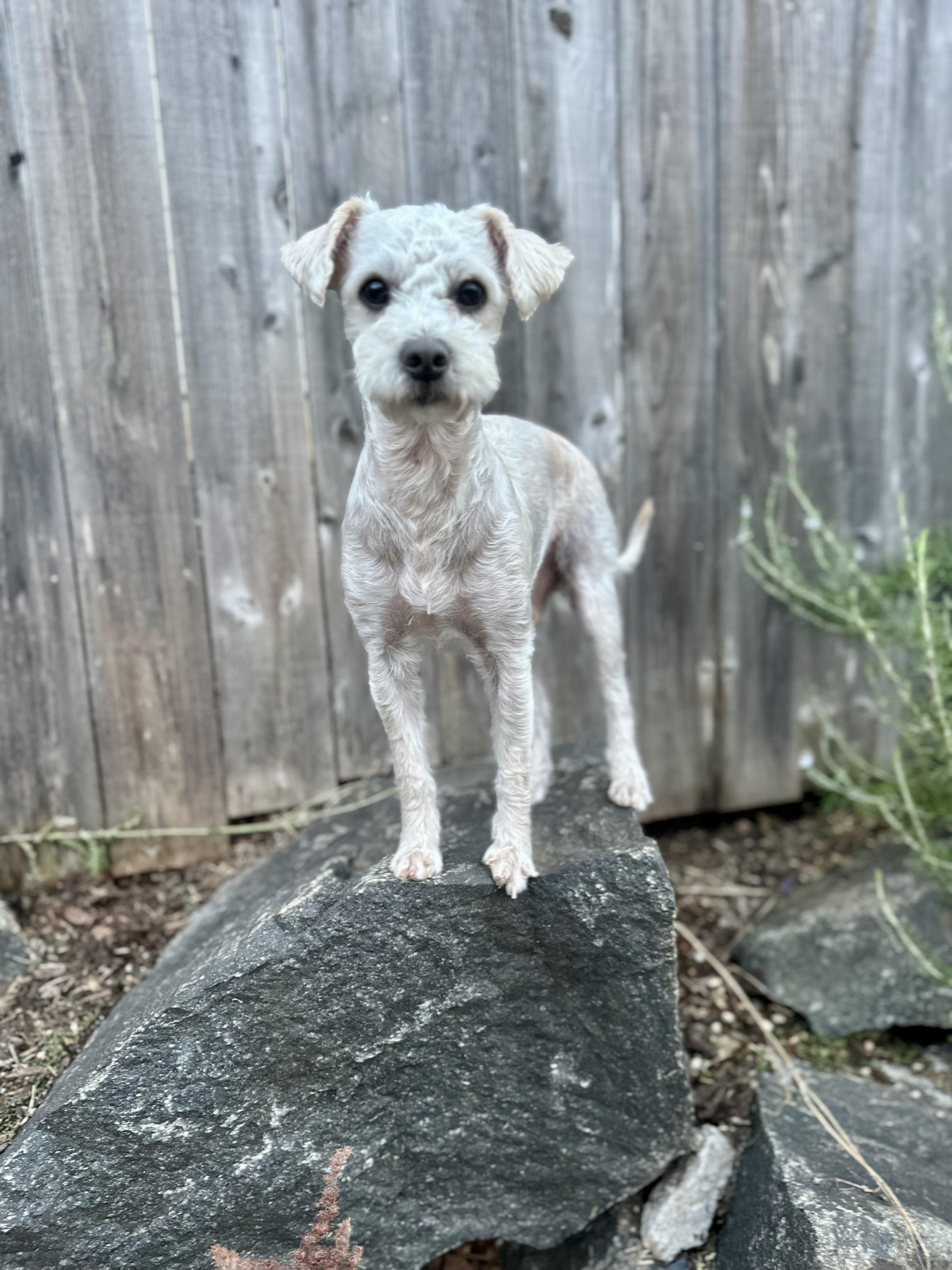 Charles, Adoptable, Adult Male Poodle.