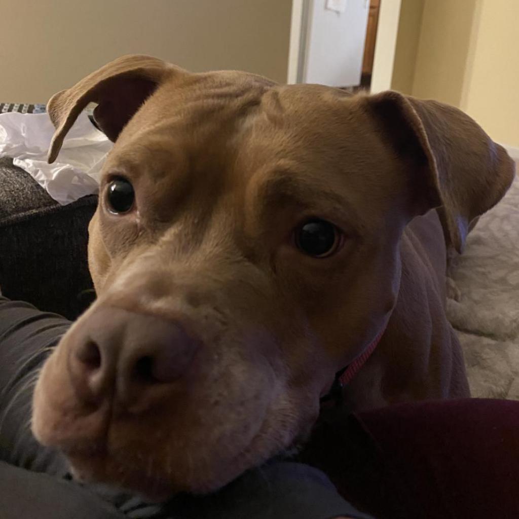 Enlarge Lilypad, a Adoptable Mixed Breed in Philadelphia, PA image 1/6