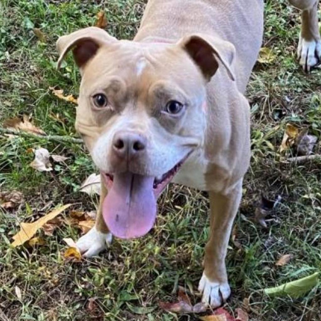 Enlarge Lilypad, a Adoptable Mixed Breed in Philadelphia, PA image 2/6