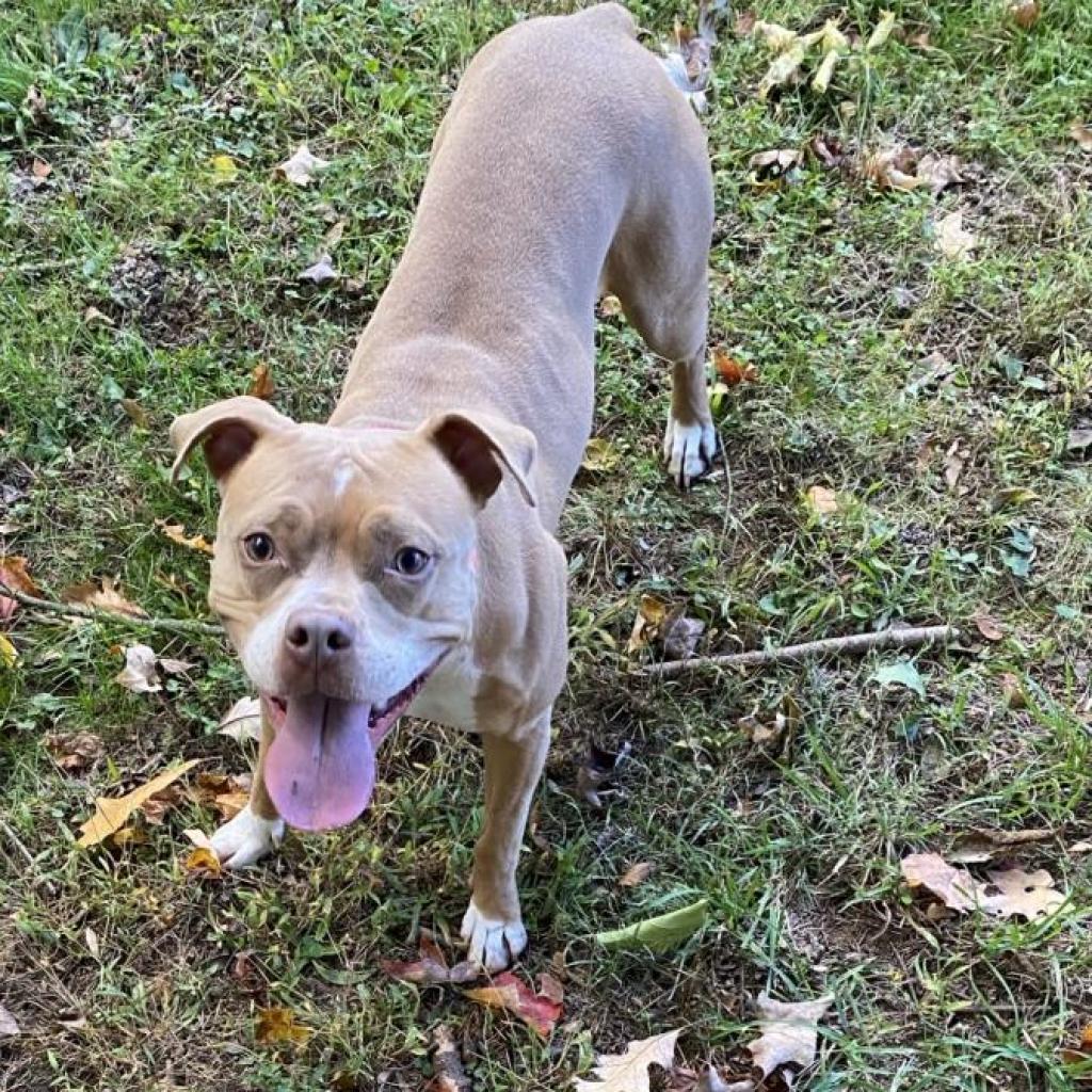 Enlarge Lilypad, a Adoptable Mixed Breed in Philadelphia, PA image 4/6