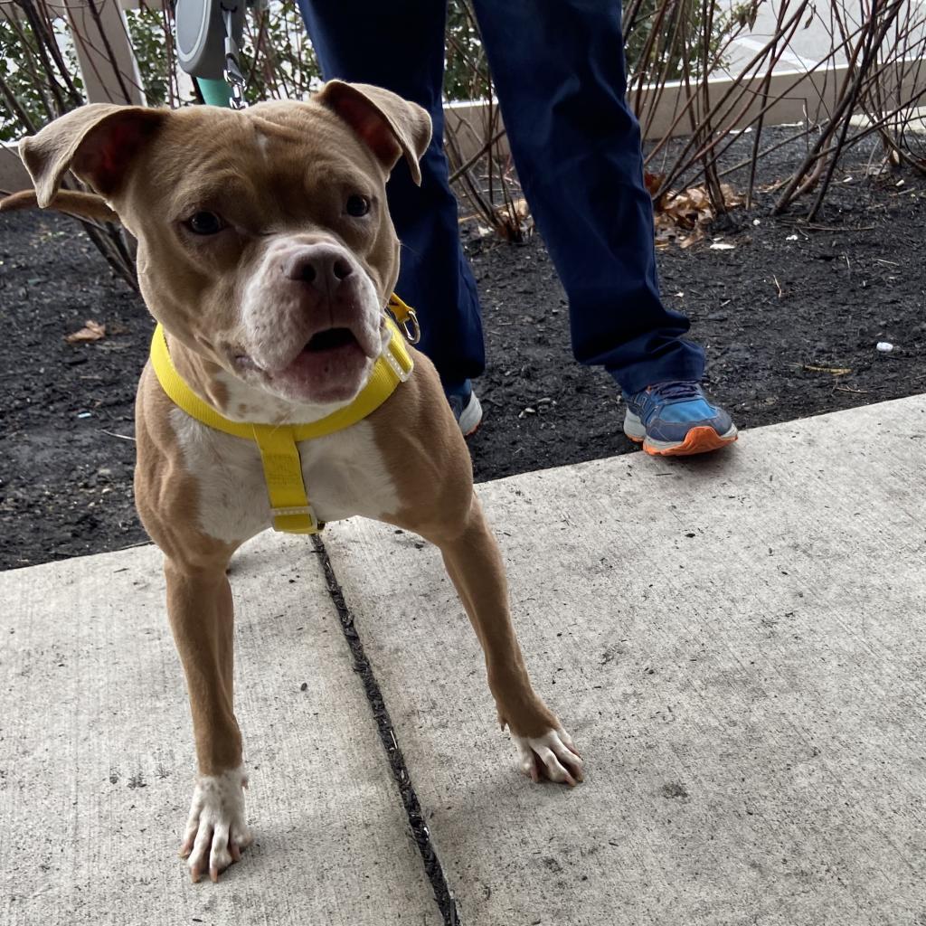 Enlarge Lilypad, a Adoptable Mixed Breed in Philadelphia, PA image 5/6