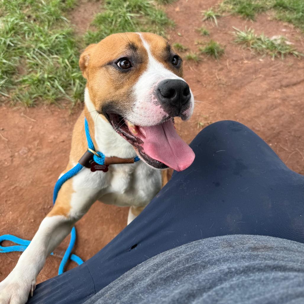 Teddy Graham, Adoptable, Adult Male Mixed Breed & Pit Bull Terrier.