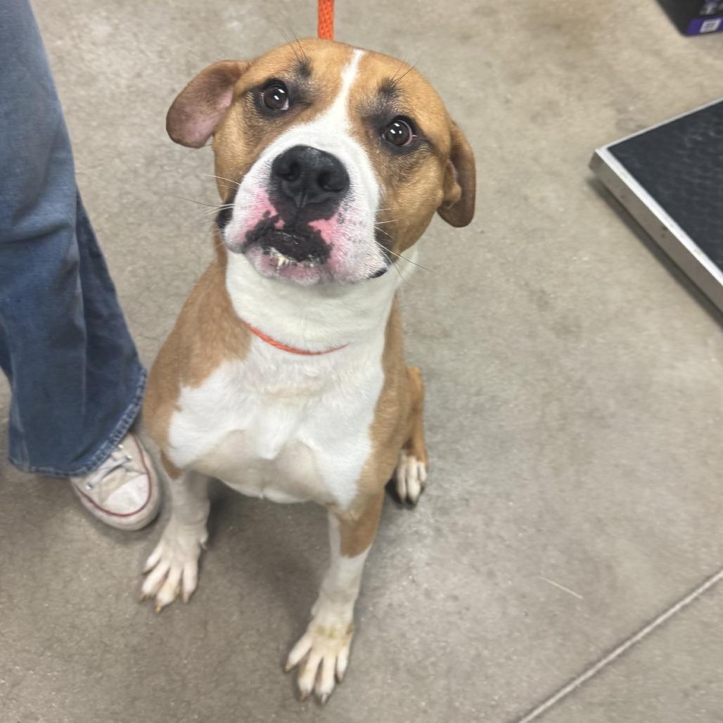 Teddy Graham, a Adoptable mixed breed in York, PA image 2/6