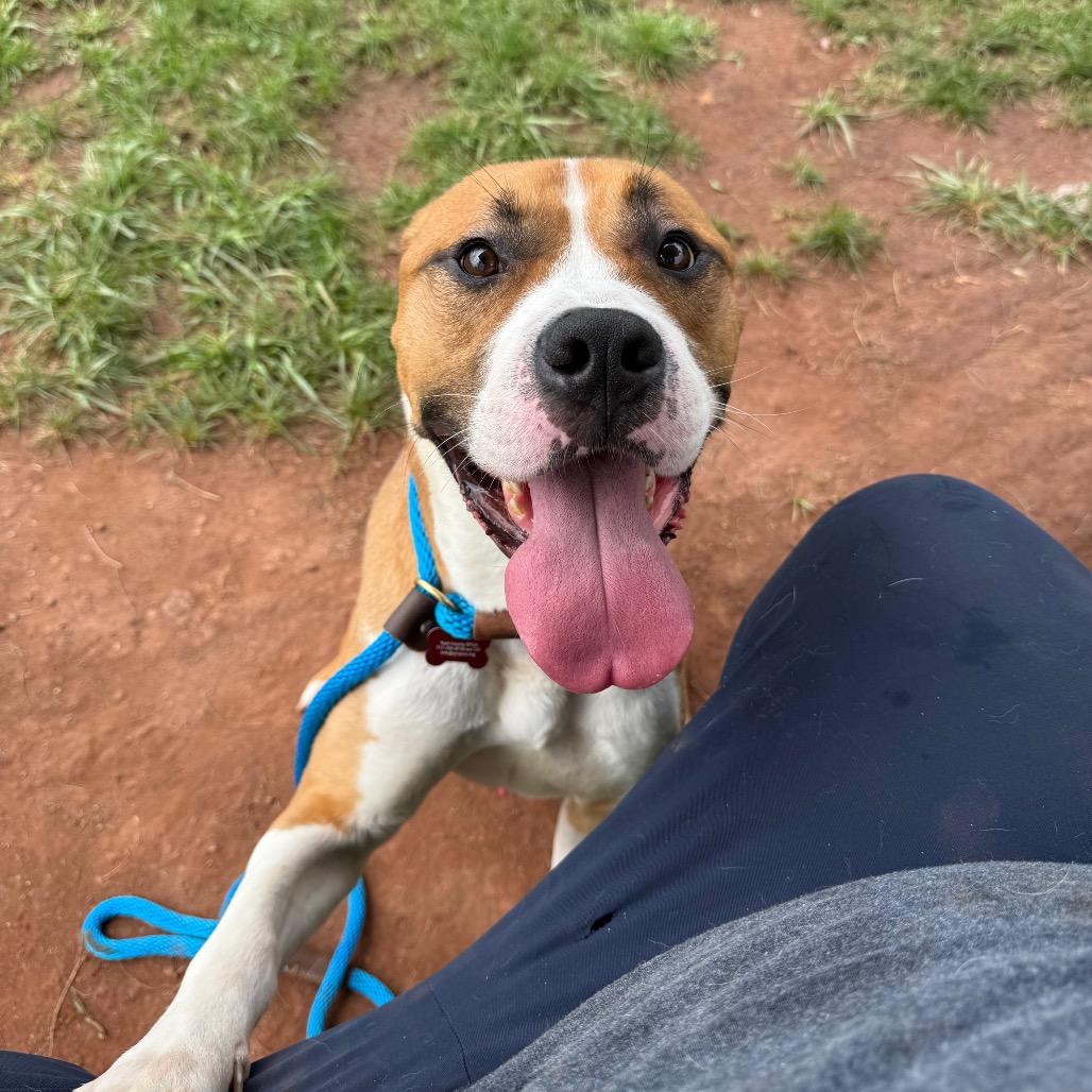 Teddy Graham, a Adoptable mixed breed in York, PA image 3/6