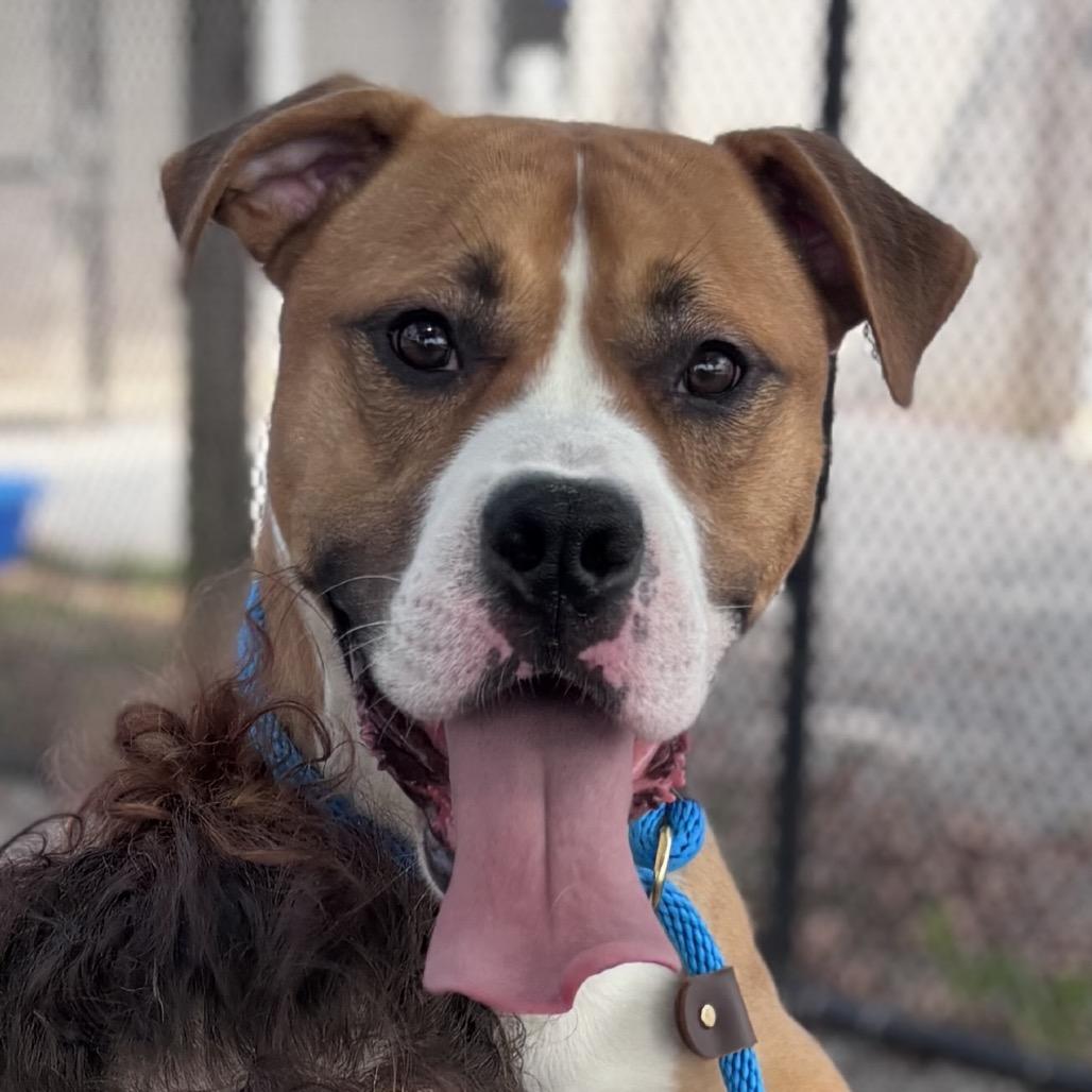 Teddy Graham, a Adoptable mixed breed in York, PA image 5/6