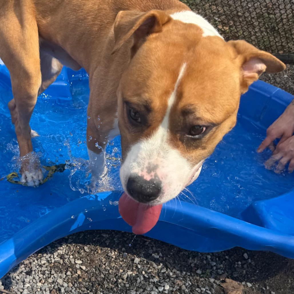 Teddy Graham, a Adoptable mixed breed in York, PA image 6/6